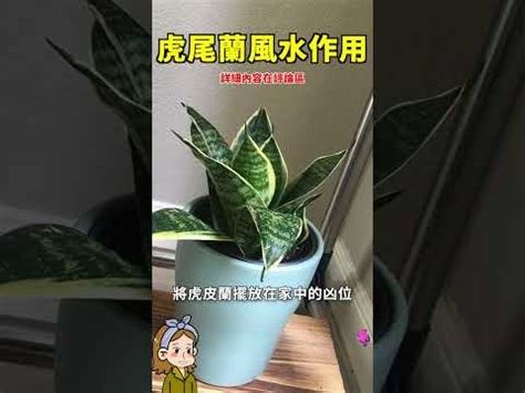 虎尾蘭风水|【虎尾蘭風水】虎尾蘭風水：解厄化煞、招財興運擺放。